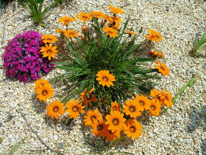 Газания: фото цветка, выращивание и уход в открытом грунте