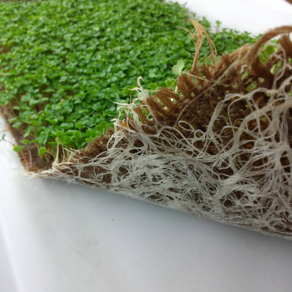 Как самому вырастить микрозелень из семян