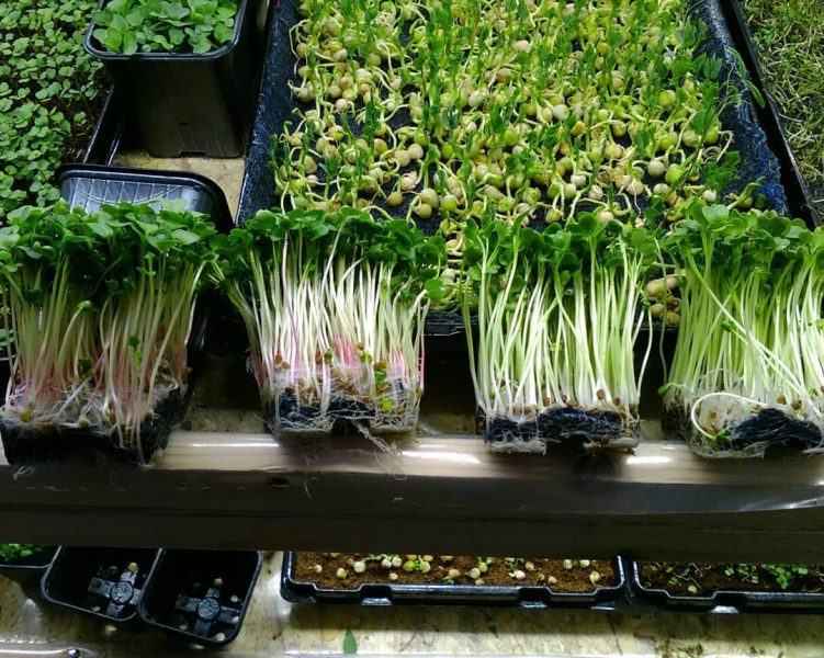 Как самому вырастить микрозелень из семян