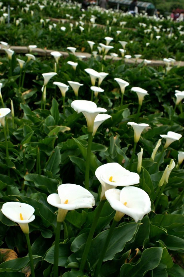Каллы - сорта, посадка, уход и выращивание цветка в открытом грунте