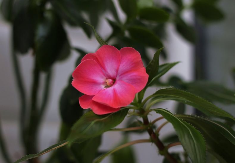 Цветок Ванька мокрый (80 фото): описание и уход в домашних условиях
