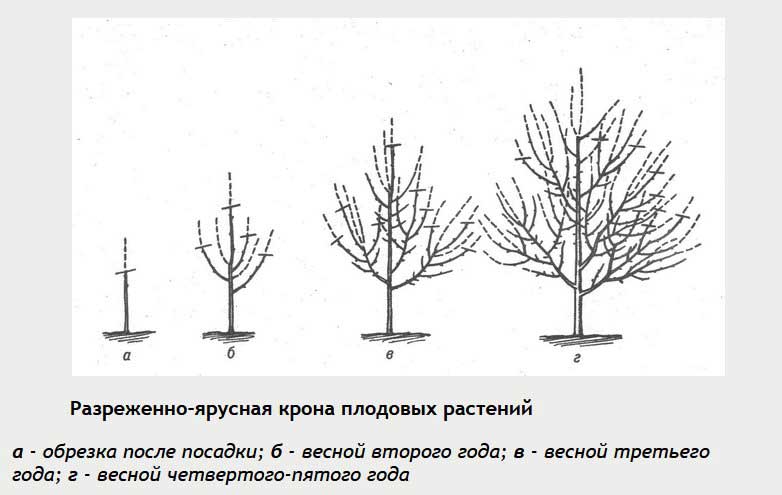 Обрезка плодовых деревьев: весной или осенью?