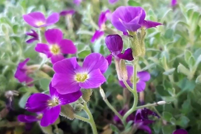 Фиолетовые соцветия
