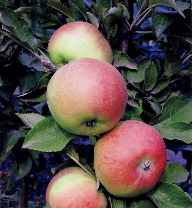 Колоновидная яблоня (фото): сорта, описание, посадка и уход