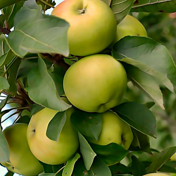 Колоновидная яблоня (фото): сорта, описание, посадка и уход