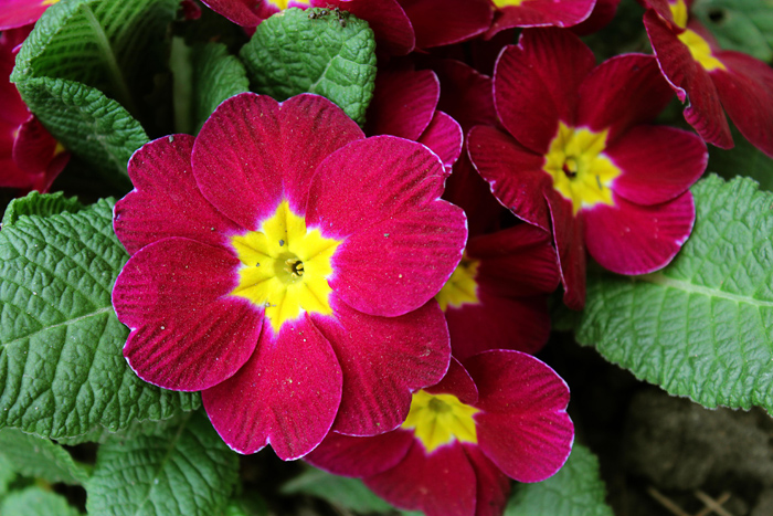 ТОП-50 красивых, неприхотливых, цветущих цветов для дачи (фото, названия)