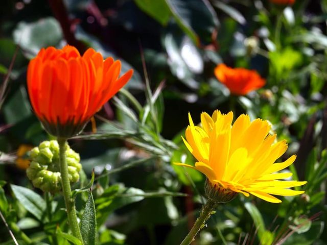 Хризантемы однолетние: виды и сорта, посадка и уход, фото в саду