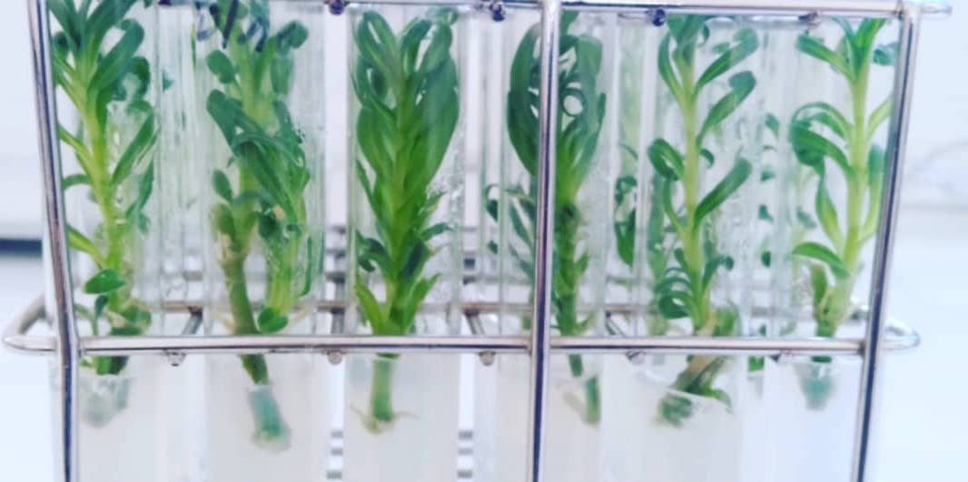 Черенкование гипсофилы @ horticulture_and_biotechnology, Instagram