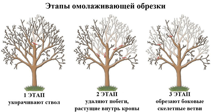 Обрезка плодовых деревьев: весной или осенью?