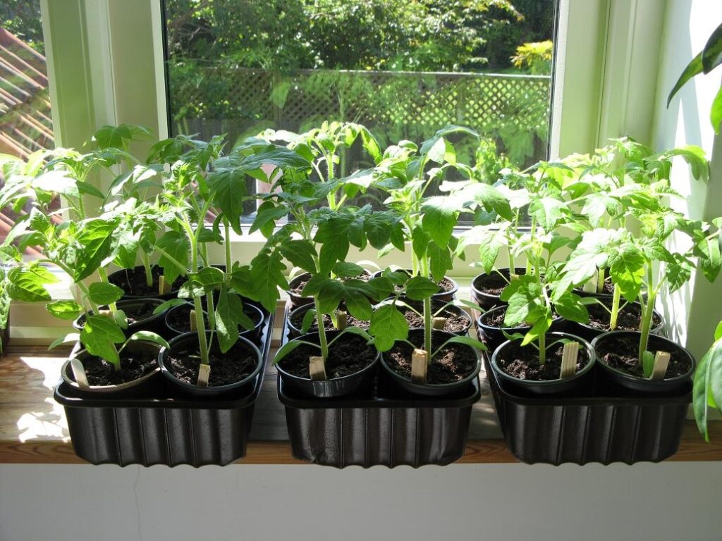 Выращиваем правильную рассаду помидор дома (фото, советы)