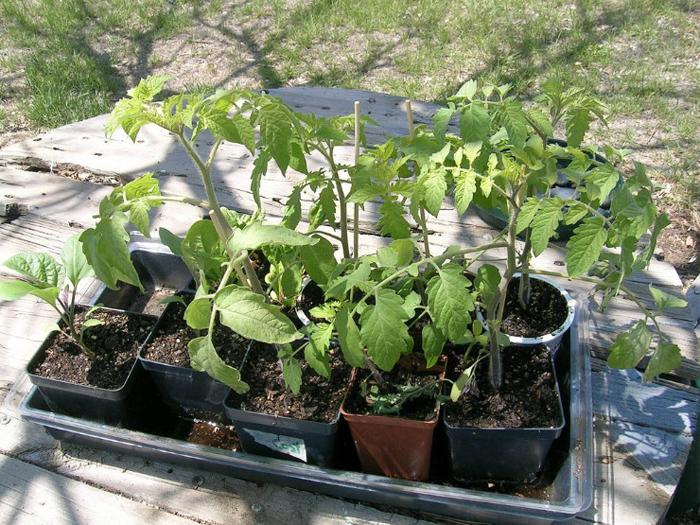 Выращиваем правильную рассаду помидор дома (фото, советы)