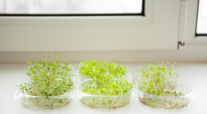 Микрозелень: как вырастить дома разными способами (фото)
