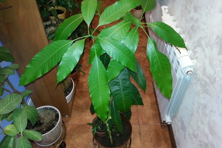 Взрослое дерево манго