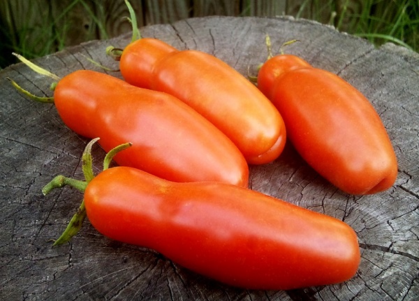 Лучшие сорта томатов: рейтинг 2022 (описание, фото)