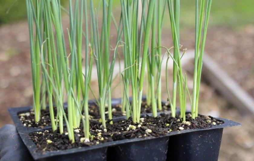 Как правильно вырастить лук-порей через рассаду