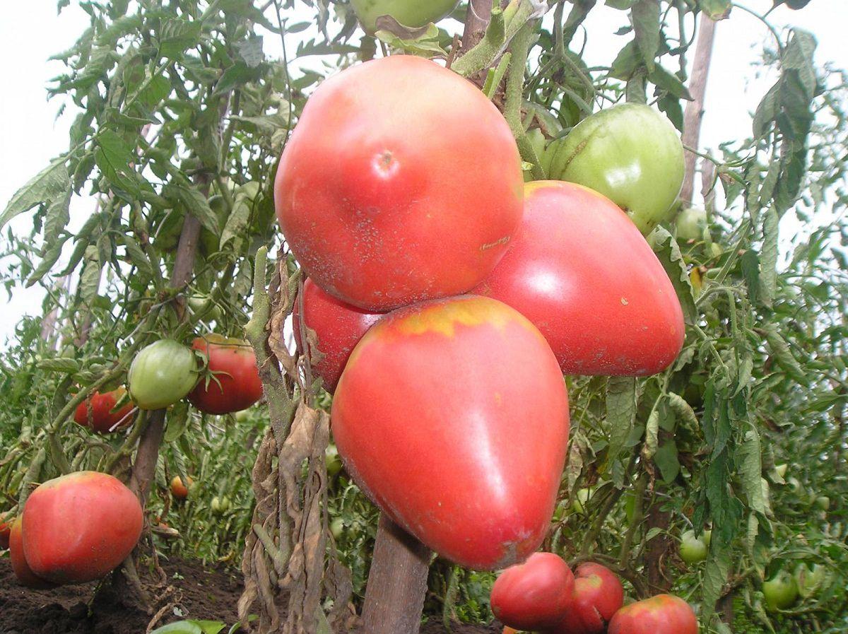 25 самых урожайных сортов помидоров