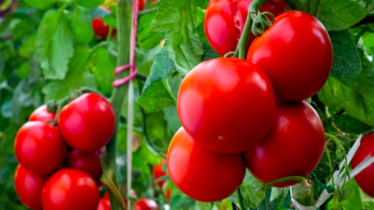 25 самых урожайных сортов помидоров