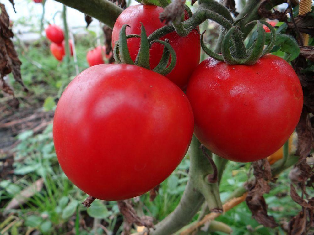 Список лучших низкорослых сортов томатов для открытого грунта