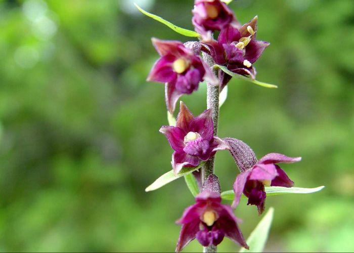 Орхидея Дремлик фото