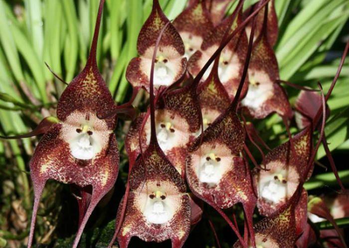 Орхидея Ятрышник фото