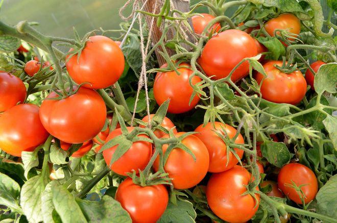 Лучшие ранние урожайные сорта томатов для открытого грунта