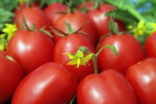 Лучшие ранние урожайные сорта томатов для открытого грунта