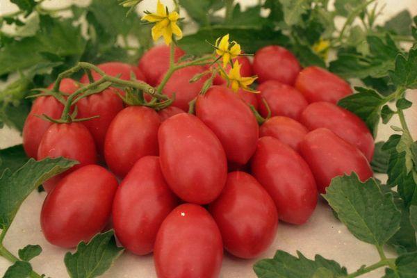 Список лучших низкорослых сортов томатов для открытого грунта