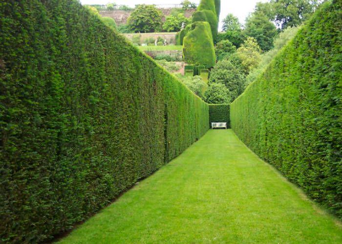 Зеленая изгородь стена фото