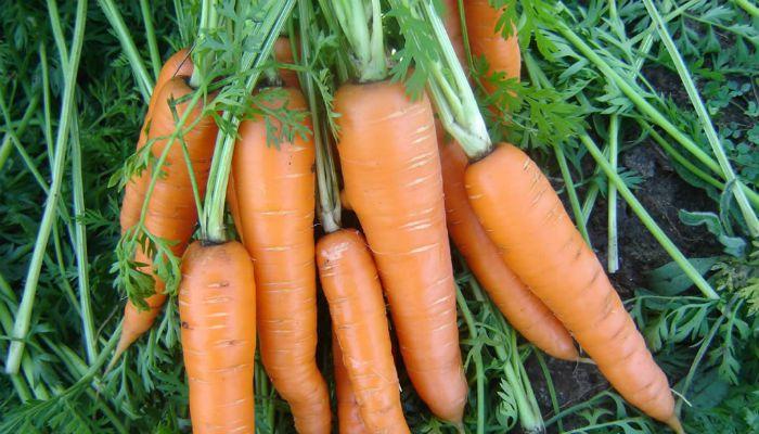 Морковь Вита Лонга фото