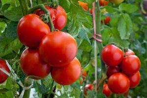 Пасынкование томатов фото