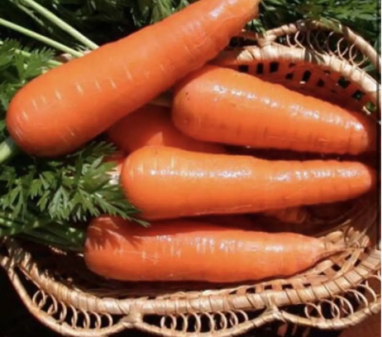 ТОП-30 урожайных сортов моркови: фото, название, описание