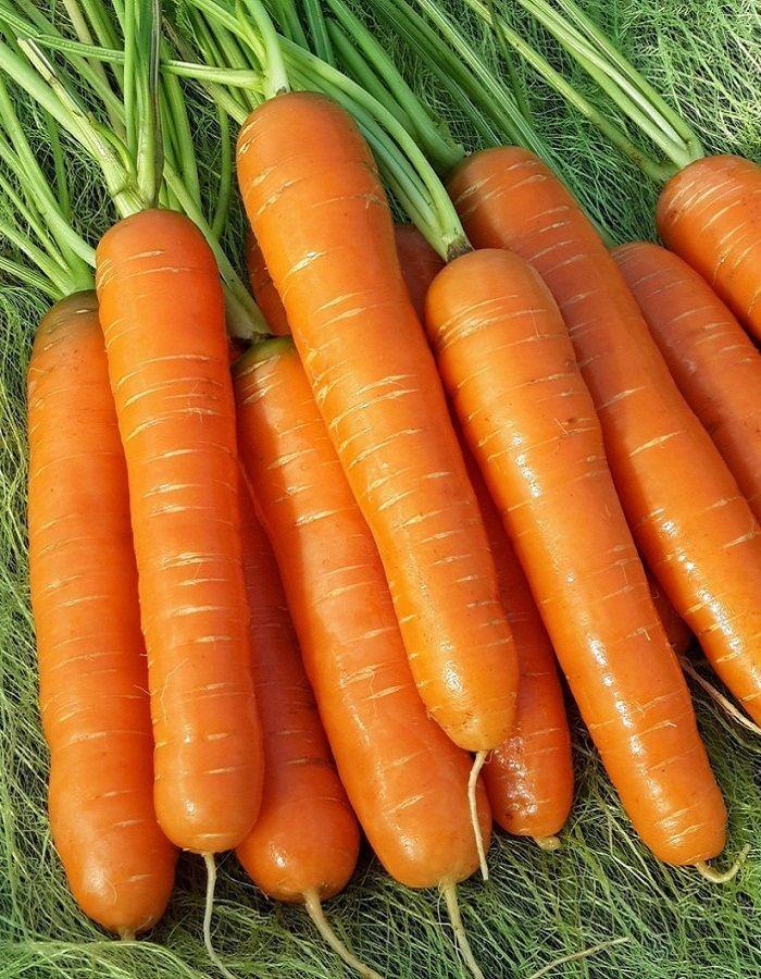 ТОП-30 урожайных сортов моркови: фото, название, описание