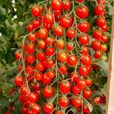 Описание и фото лучших высокорослых томатов для открытого грунта