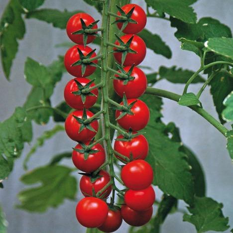 Описание и фото лучших высокорослых томатов для открытого грунта