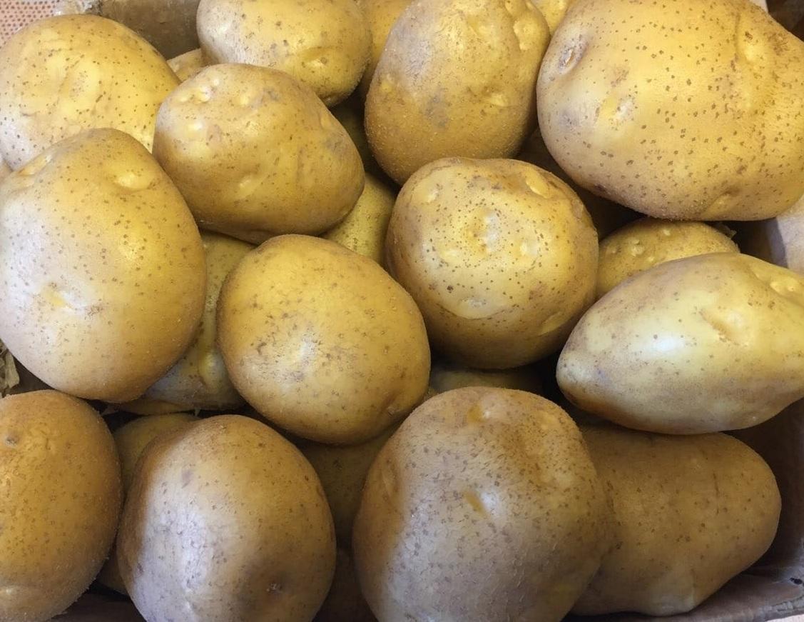 ТОП-35 урожайных сортов картофеля: фото, описание, выращивание