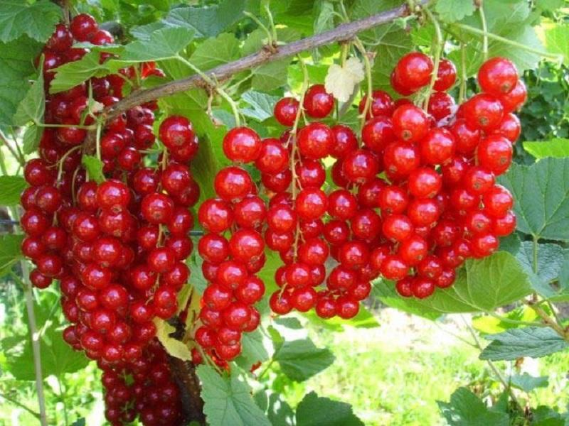 Сладкие урожайные сорта красной смородины с крупными ягодами