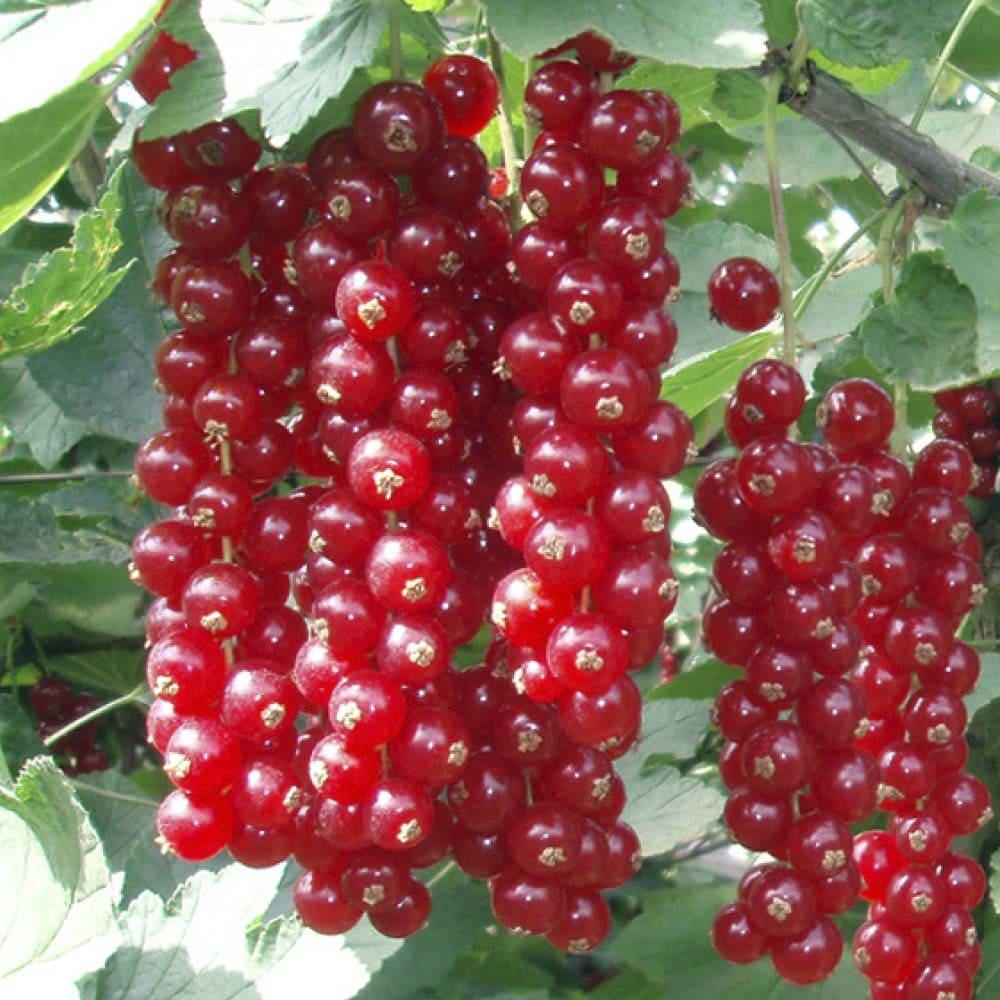 Сладкие урожайные сорта красной смородины с крупными ягодами
