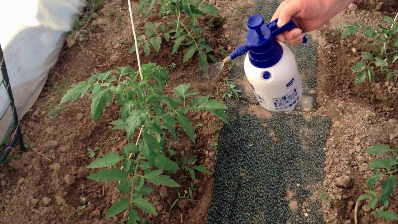 Правила подкормки рассады помидор после высадки в открытый или закрытый грунт
