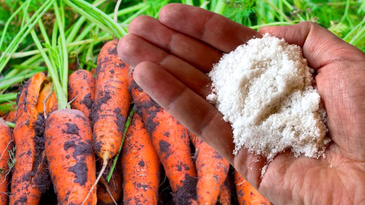 Удобрение моркови после всходов: чем и когда подкармливать