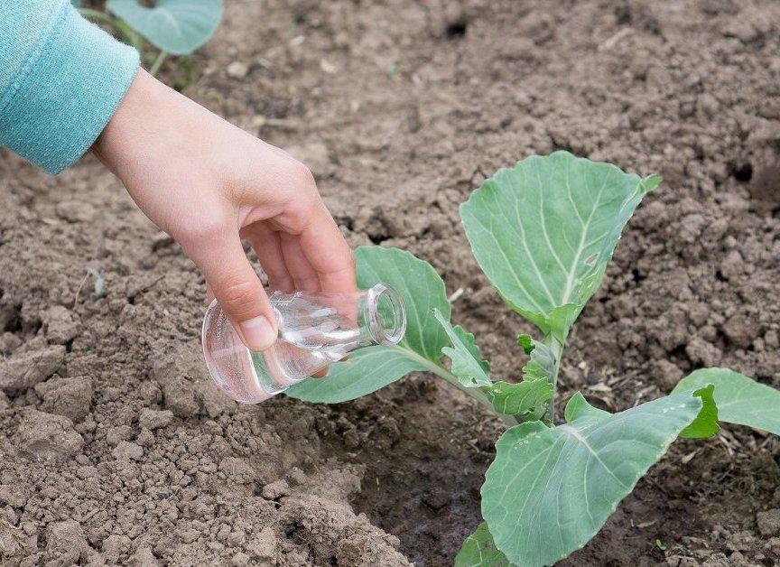 Чем подкормить рассаду капусты для хорошего роста
