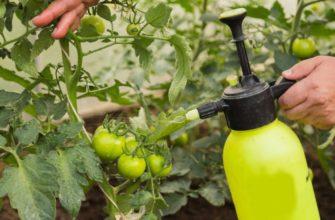 Как и зачем опрыскивать томаты борной кислотой