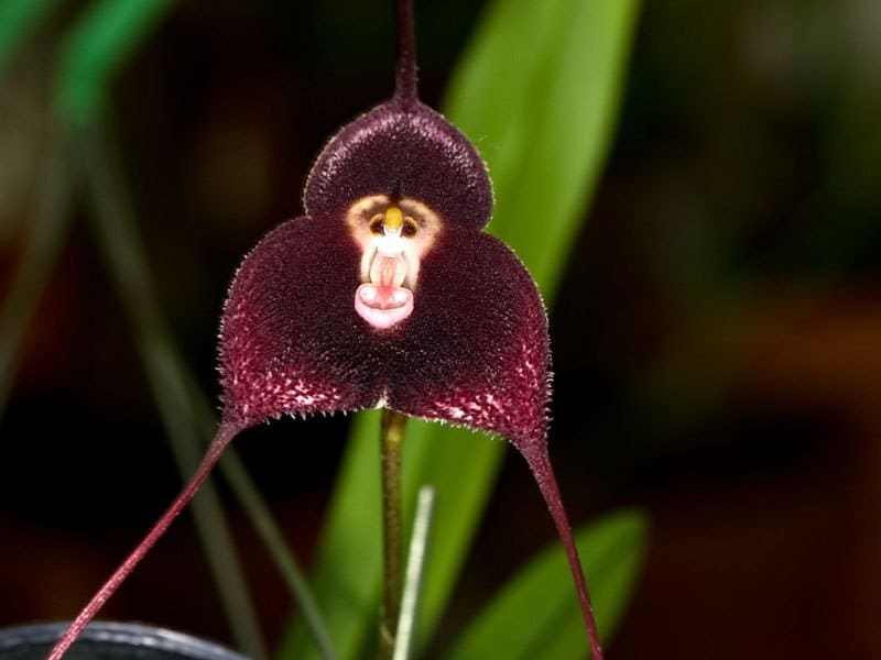 Самые необычные, удивительные и странные растения мира