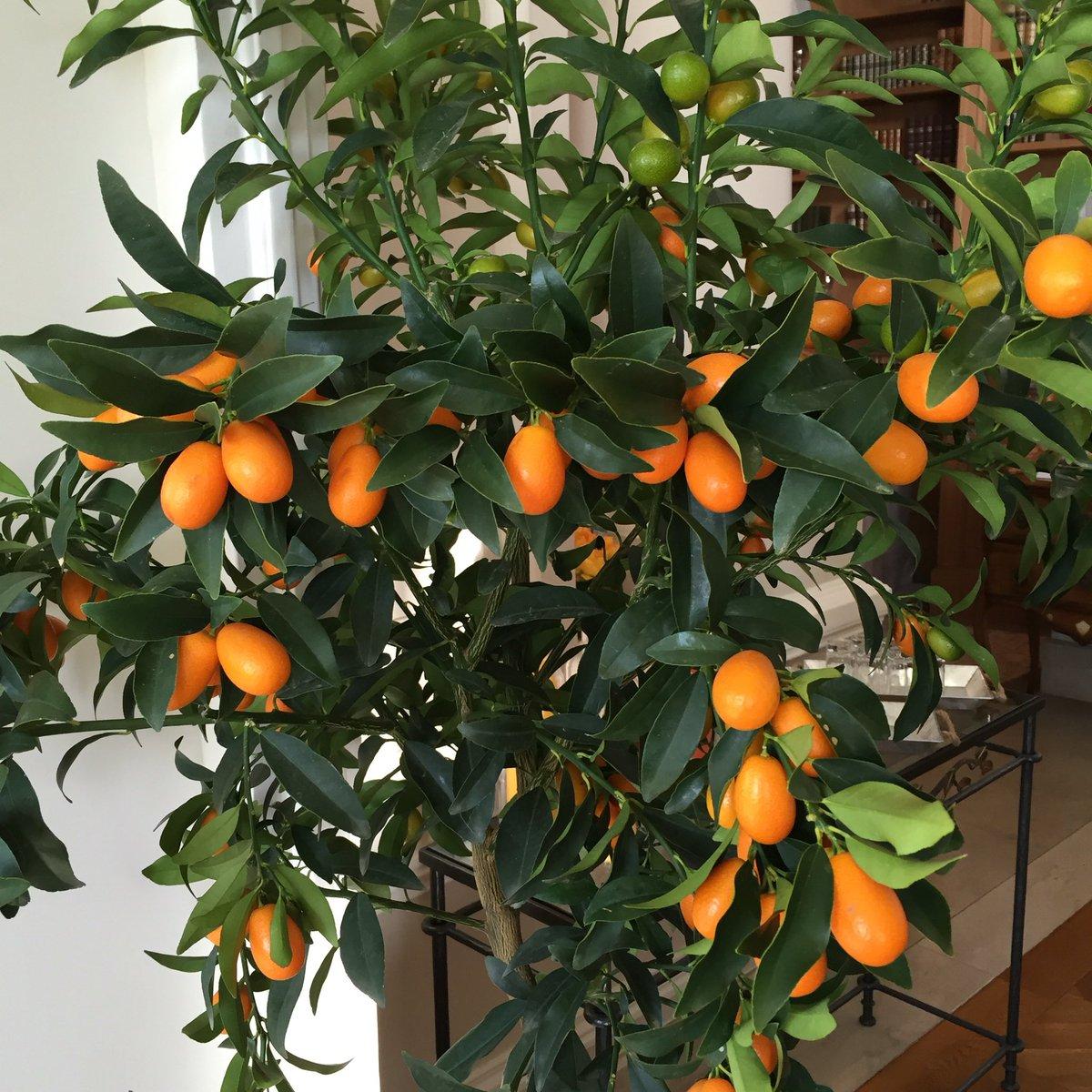 Выращивание карликового апельсина кумквата