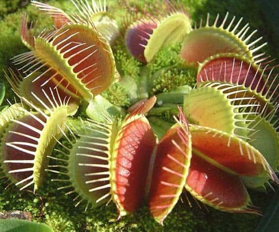 Самые необычные, удивительные и странные растения мира